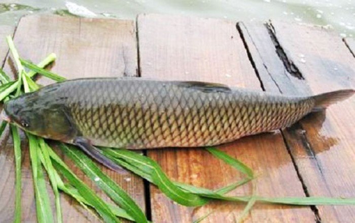 Mơ thấy cá trắm mang điềm báo gì? Con lô nào may mắn?
