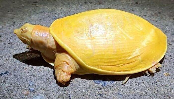 Điềm báo lành dữ khi mơ thấy rùa vàng chi tiết nhất