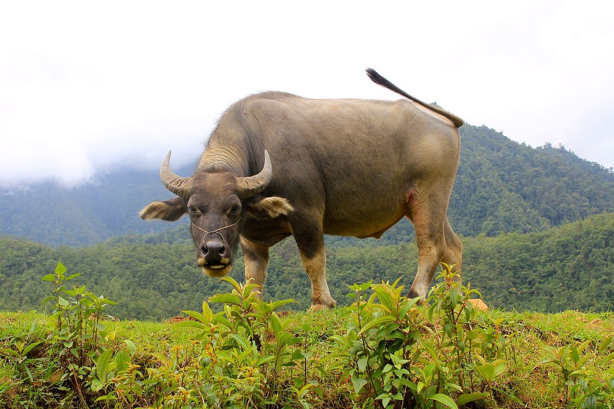 Ngu mo thay trau duoi vao nha_2