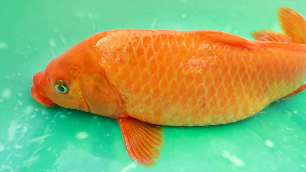 Nằm mơ thấy cá chép mang điềm báo gì? Đánh con lô bao nhiêu?