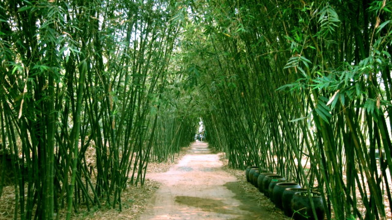 Mơ thấy cây tre là điềm cát hay hung? Con lô nào may mắn?