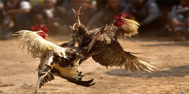 Kinh-nghiem-tham-gia-da-ga-noi
